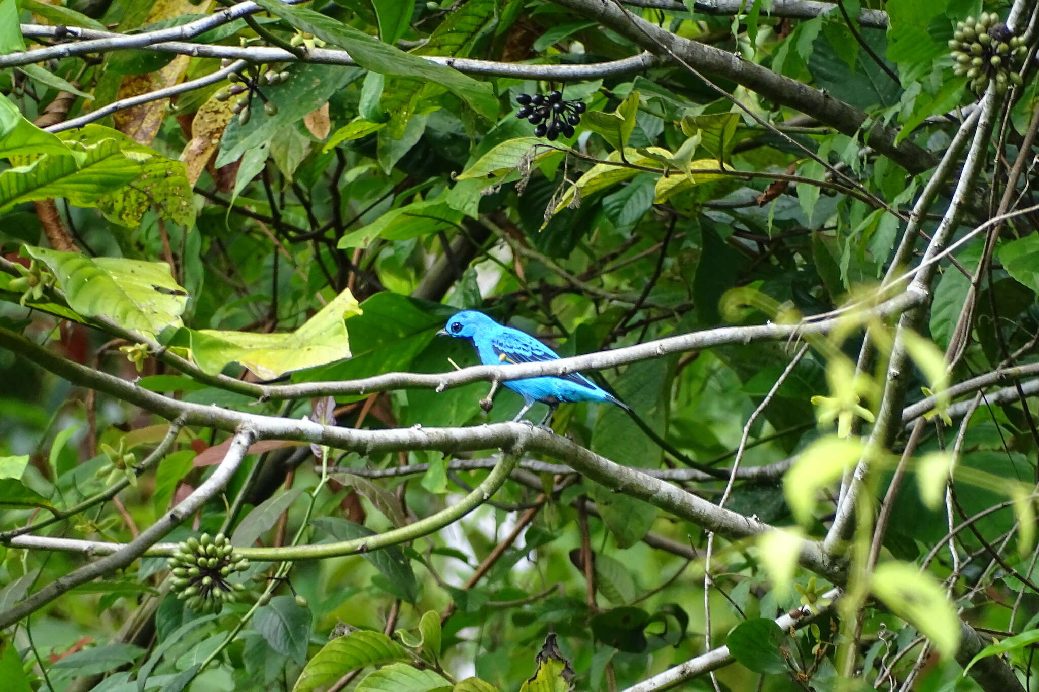 Image of Turquoise Cotinga