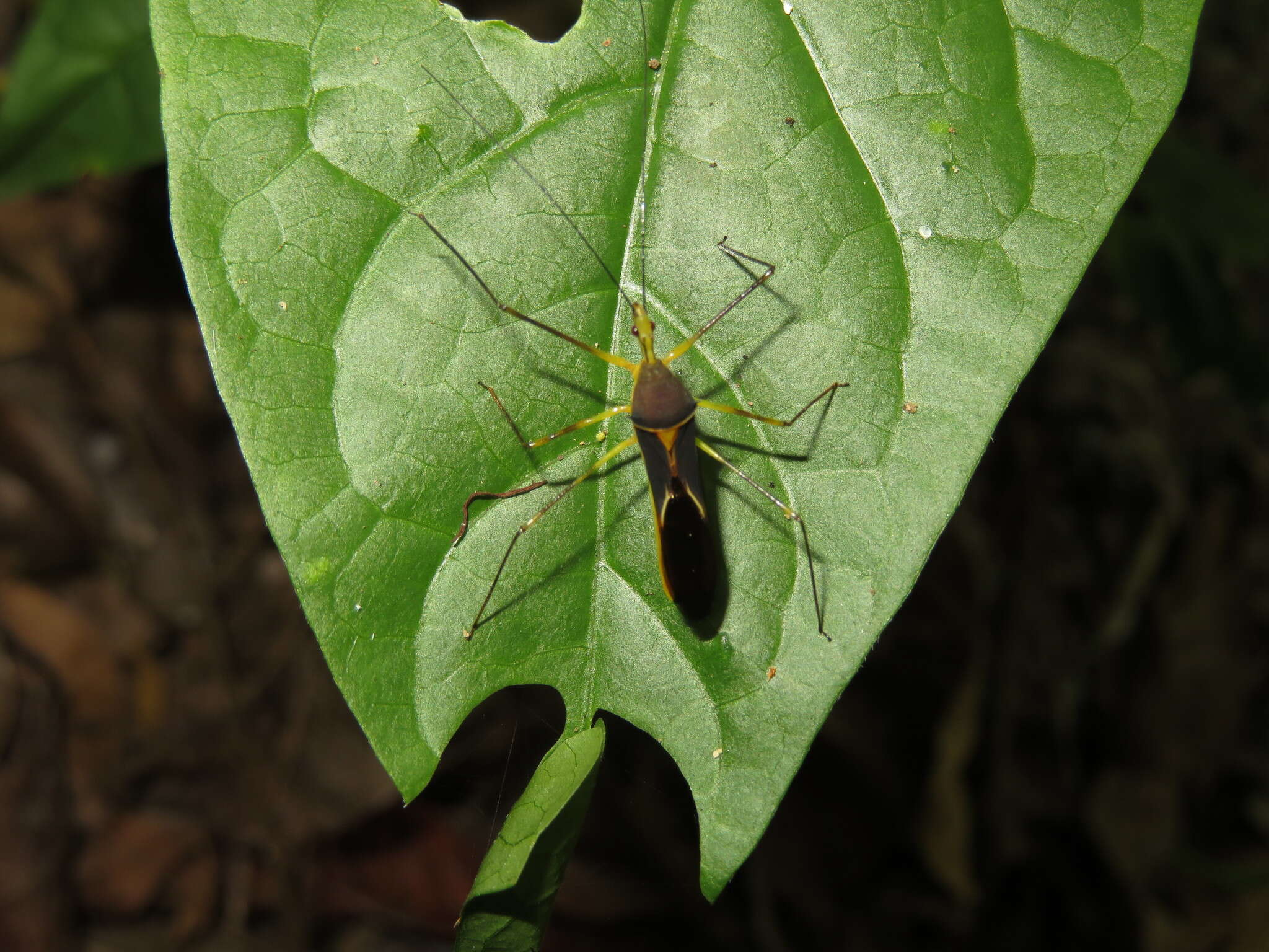 Plancia ëd Zelus cordazulus Zhang & Hart ex Zhang et al. 2016