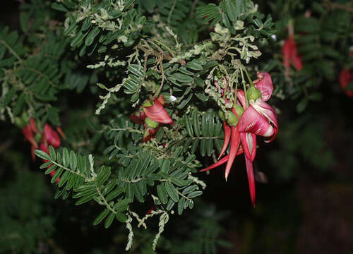 Слика од Clianthus