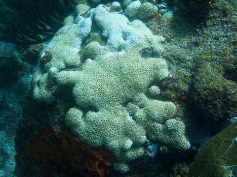 Image of caribbean sea mat