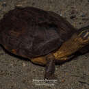 Image of Large-nosed Wood Turtle
