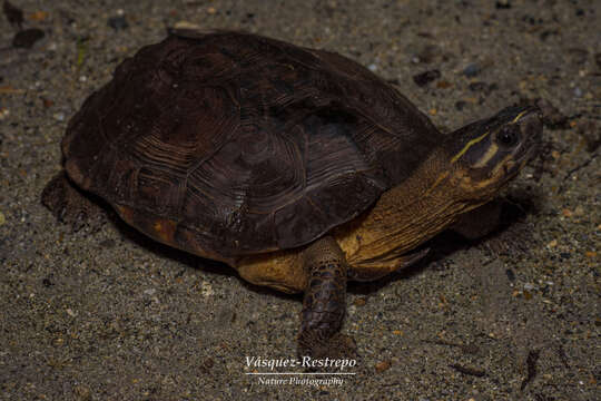 Image of Large-nosed Wood Turtle