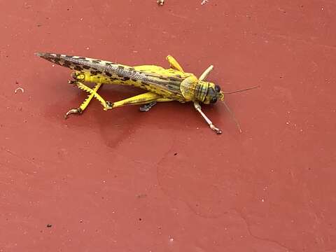 Image of Desert locust