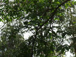 Image of Bar-crested Antshrike