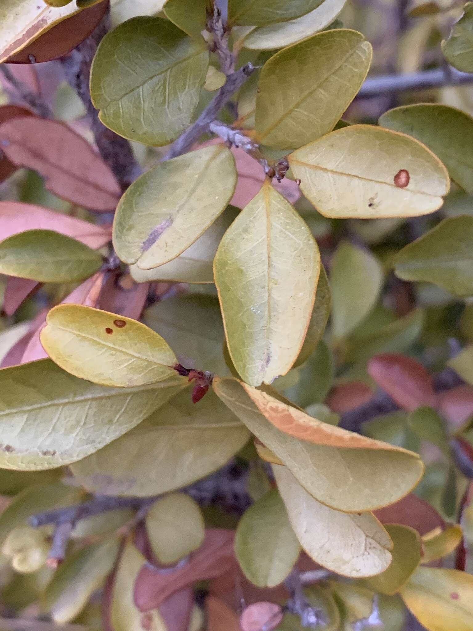 Imagem de Erythroxylum emarginatum Thonn.