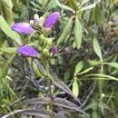 صورة Chelone cuthbertii Small