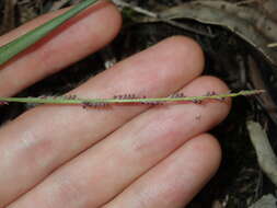 Image of spreading panicgrass