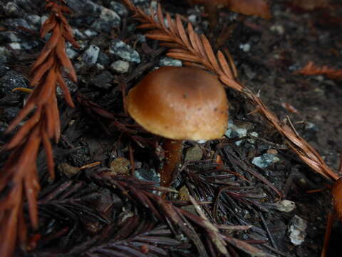 Image of Rhodophana nitellina (Fr.) Papetti 2014