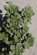 Image of seaside amaranth