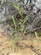 Plancia ëd Hypericum lissophloeus P. Adams