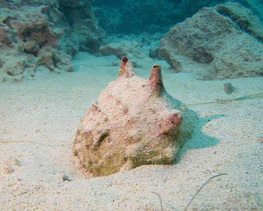 Image of Horned Helmet