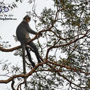 Image of Gray Leaf Monkey