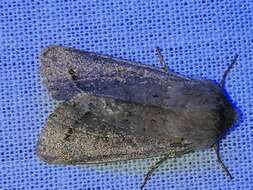 Orthosia populeti Fabricius 1781 resmi