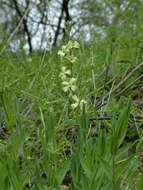 صورة Hesperis laciniata All.