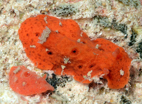 Image of Red lattice slug