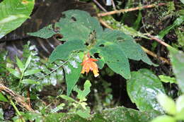 Слика од Begonia lehmannii (Irmsch.) L. B. Sm. & B. G. Schub.