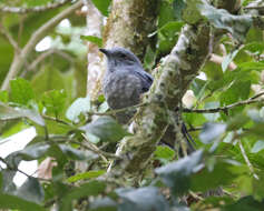 Image of Dusky Piha