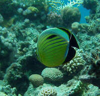 Image of Blacktail Butterflyfish