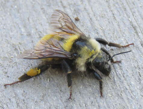 Imagem de Bombus appositus Cresson 1879