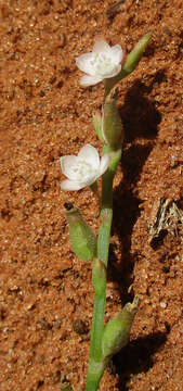 Image of Oxygonum alatum Burch.