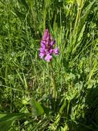 Image of Dactylorhiza fuchsii subsp. fuchsii