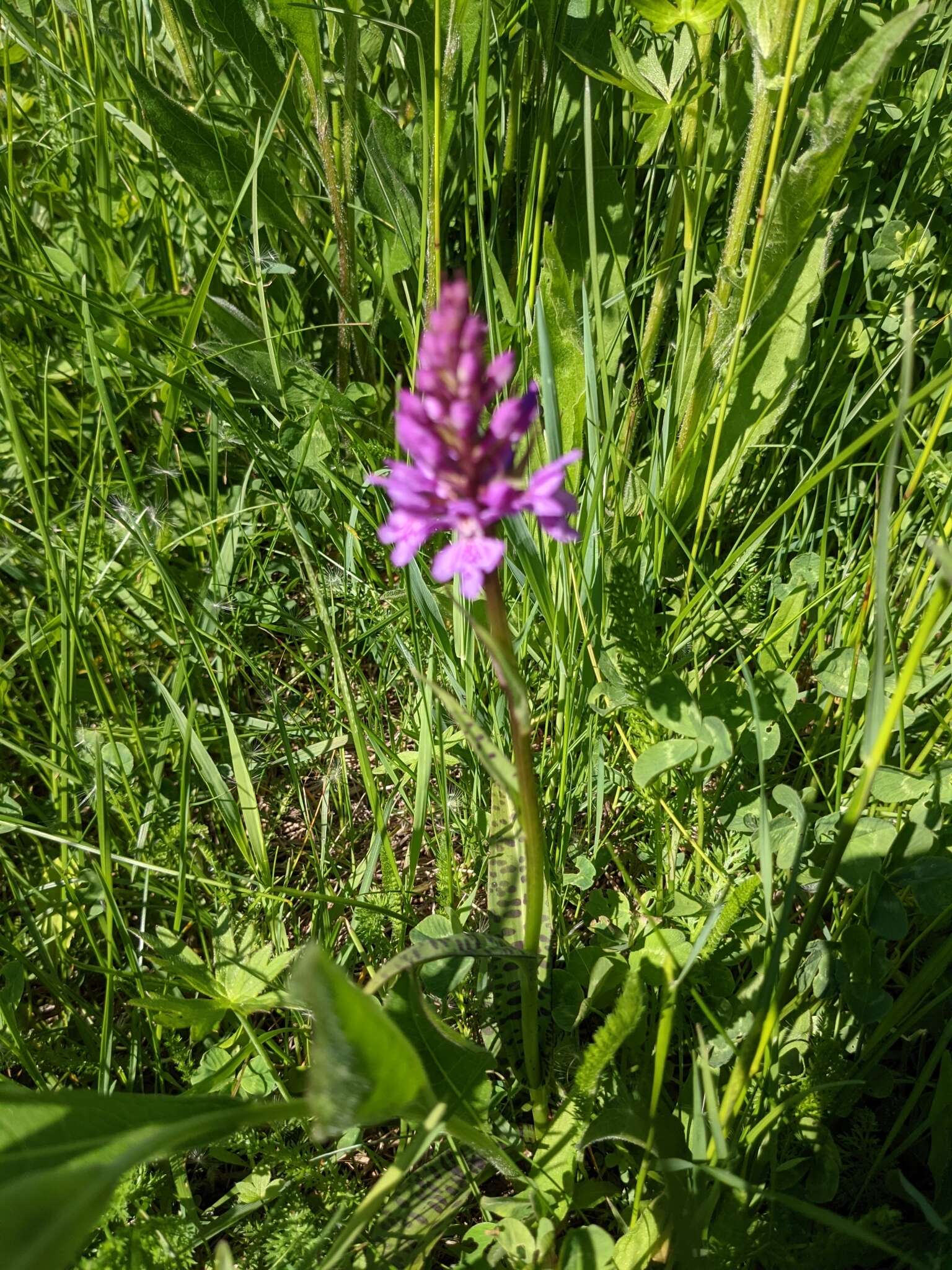 Image of Dactylorhiza fuchsii subsp. fuchsii