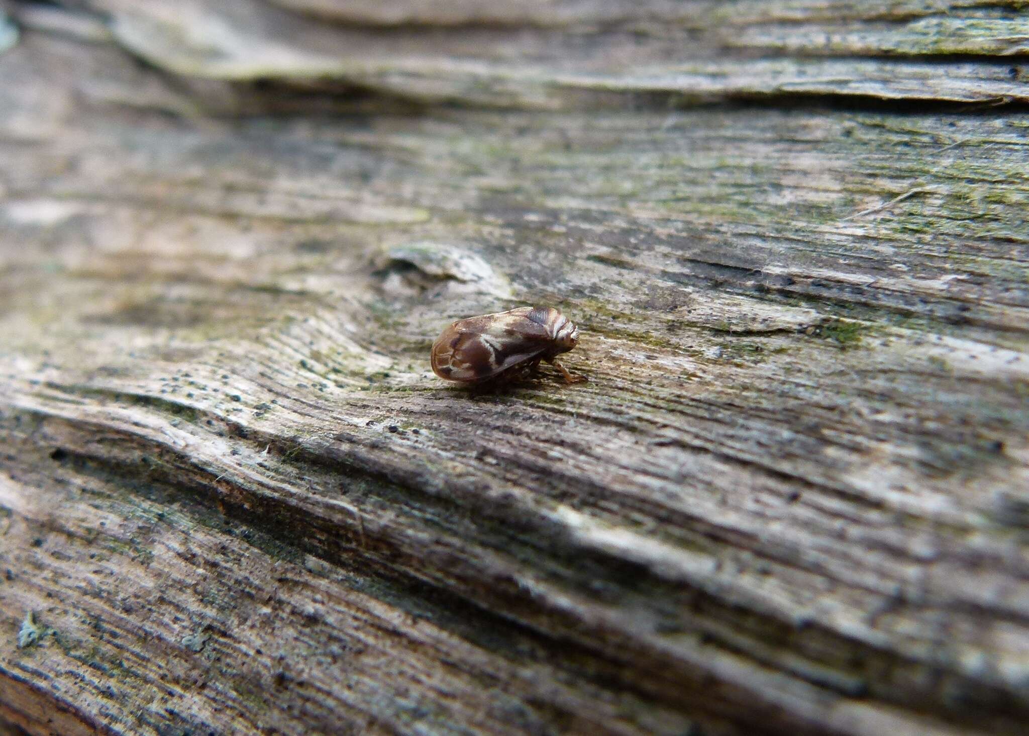 Image of Alder Spittlebug