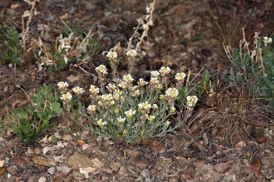 Image of Polyctenium fremontii var. fremontii