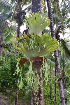 Image of Platycerium grande (A. Cunn. ex Fée) J. Sm.