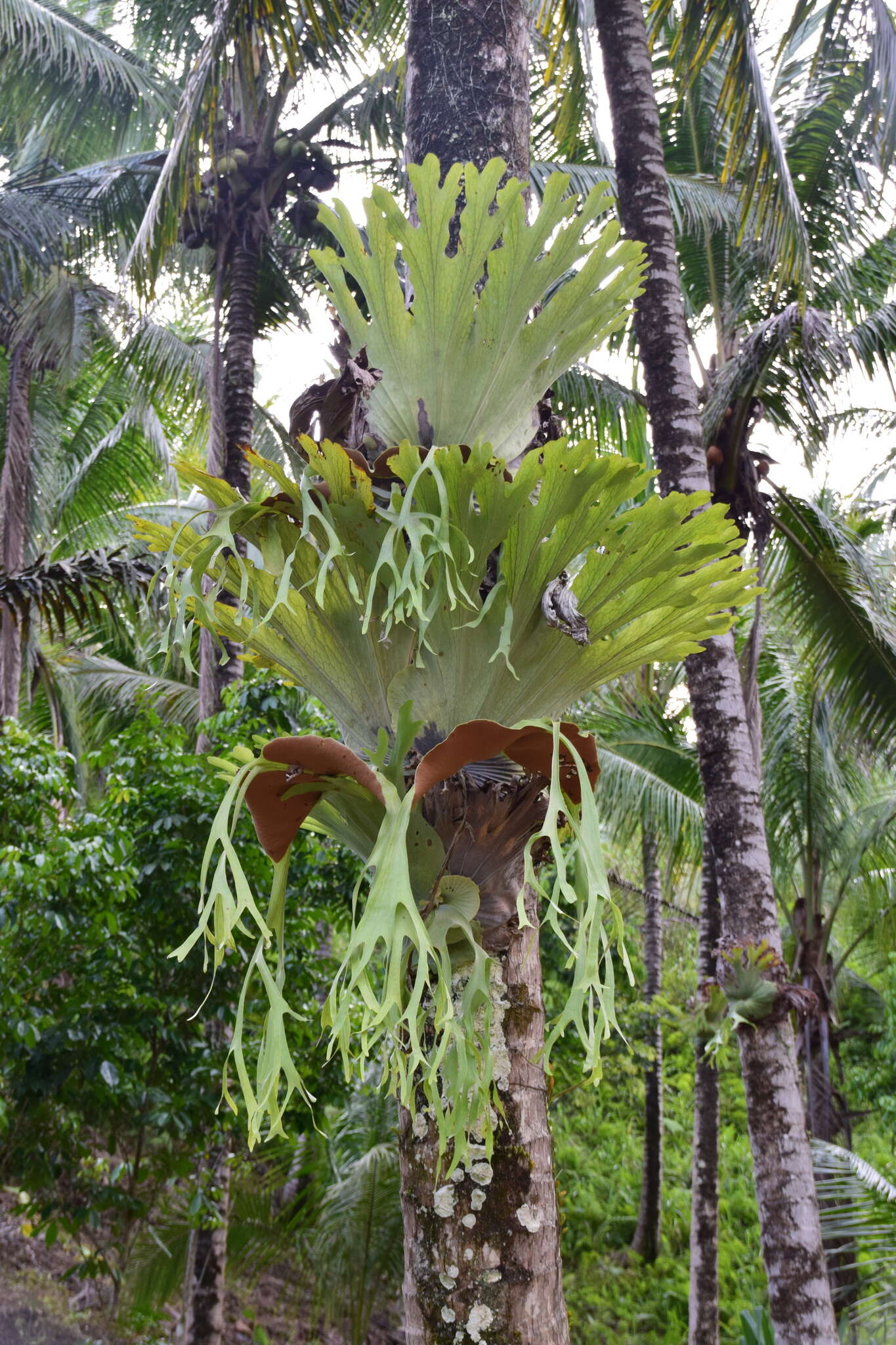 Image of Platycerium grande (A. Cunn. ex Fée) J. Sm.