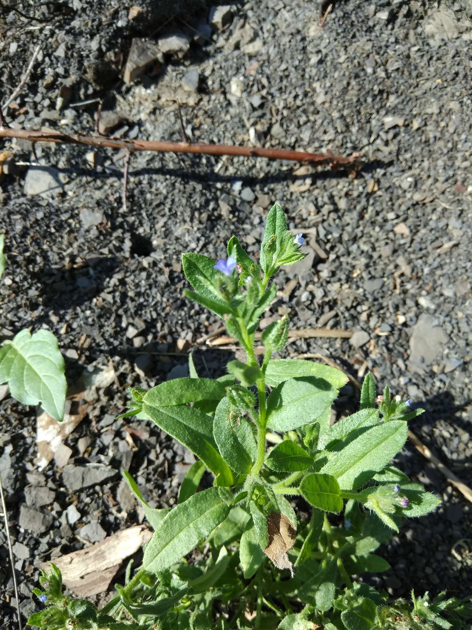 Image of Lycopsis arvensis subsp. orientalis (L.) Kuzn.