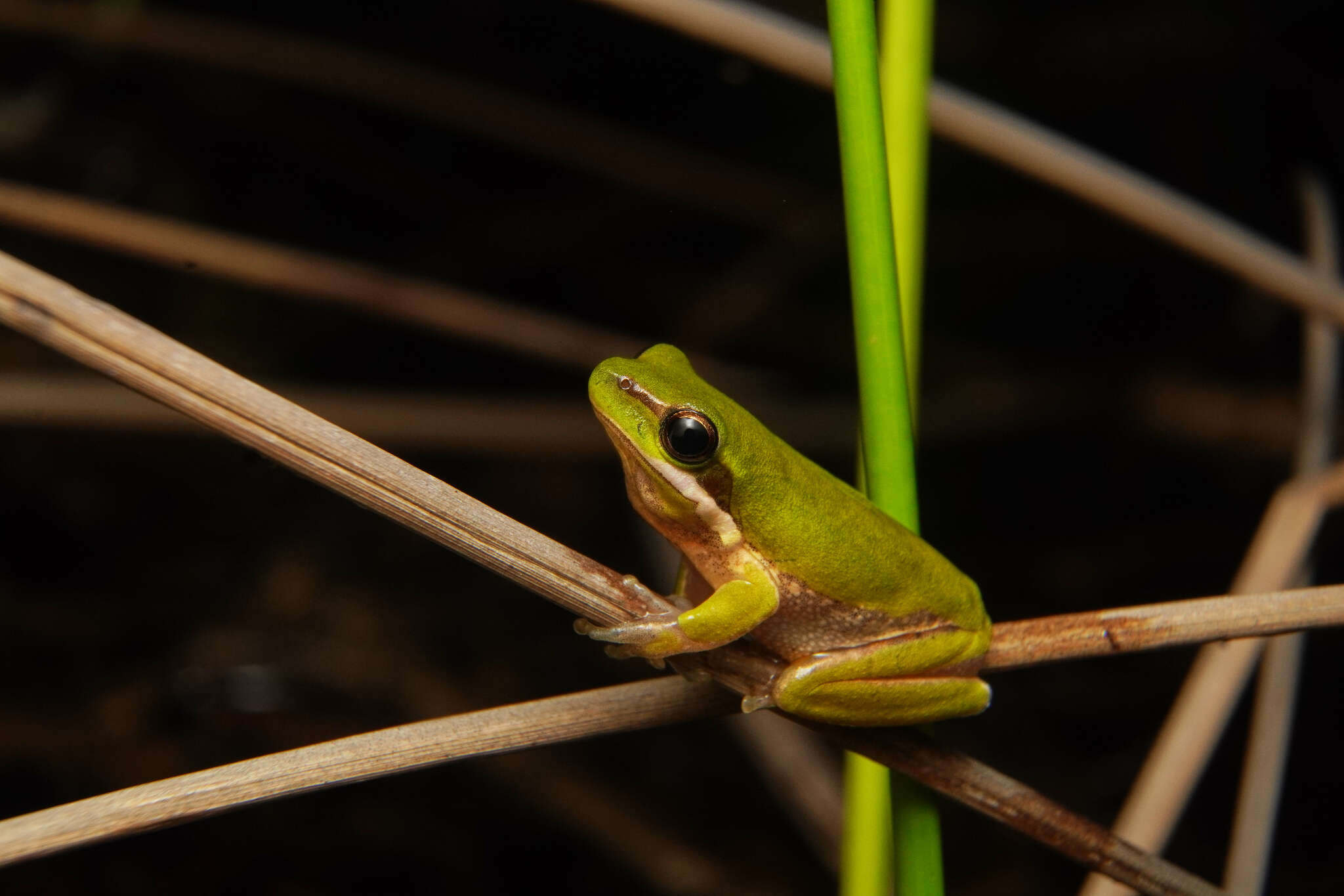 Image of Eastern Dwarf Tree Frog