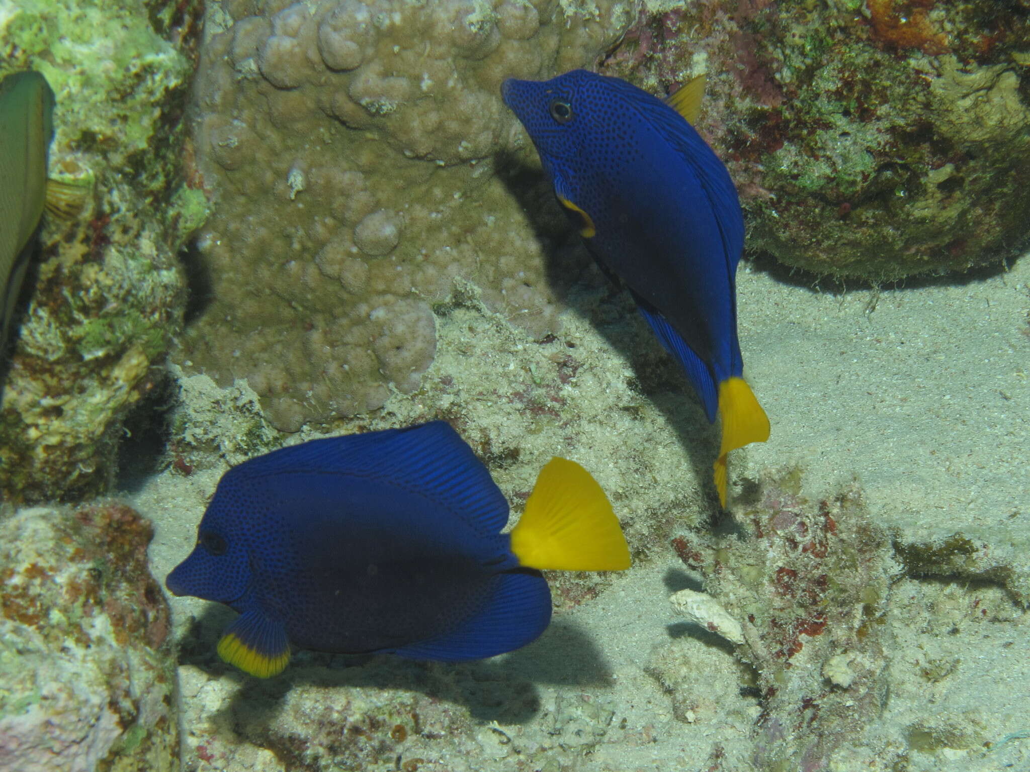 Image of Dusky Sailfin Tang