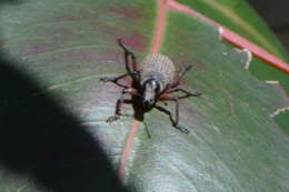 Image of Catasarcus cygnensis R. T. Thompson 1968