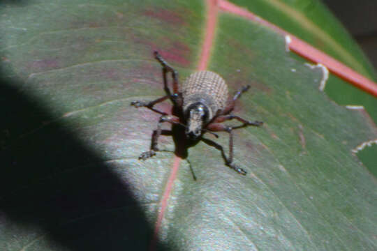 Image of Catasarcus cygnensis R. T. Thompson 1968