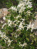 Image of Clematis linearifolia Steud.