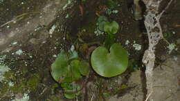 Image of Adiantum reniforme var. asarifolium (Willd.) Cordem.