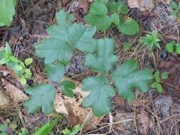 Imagem de Toxicodendron pubescens Mill.