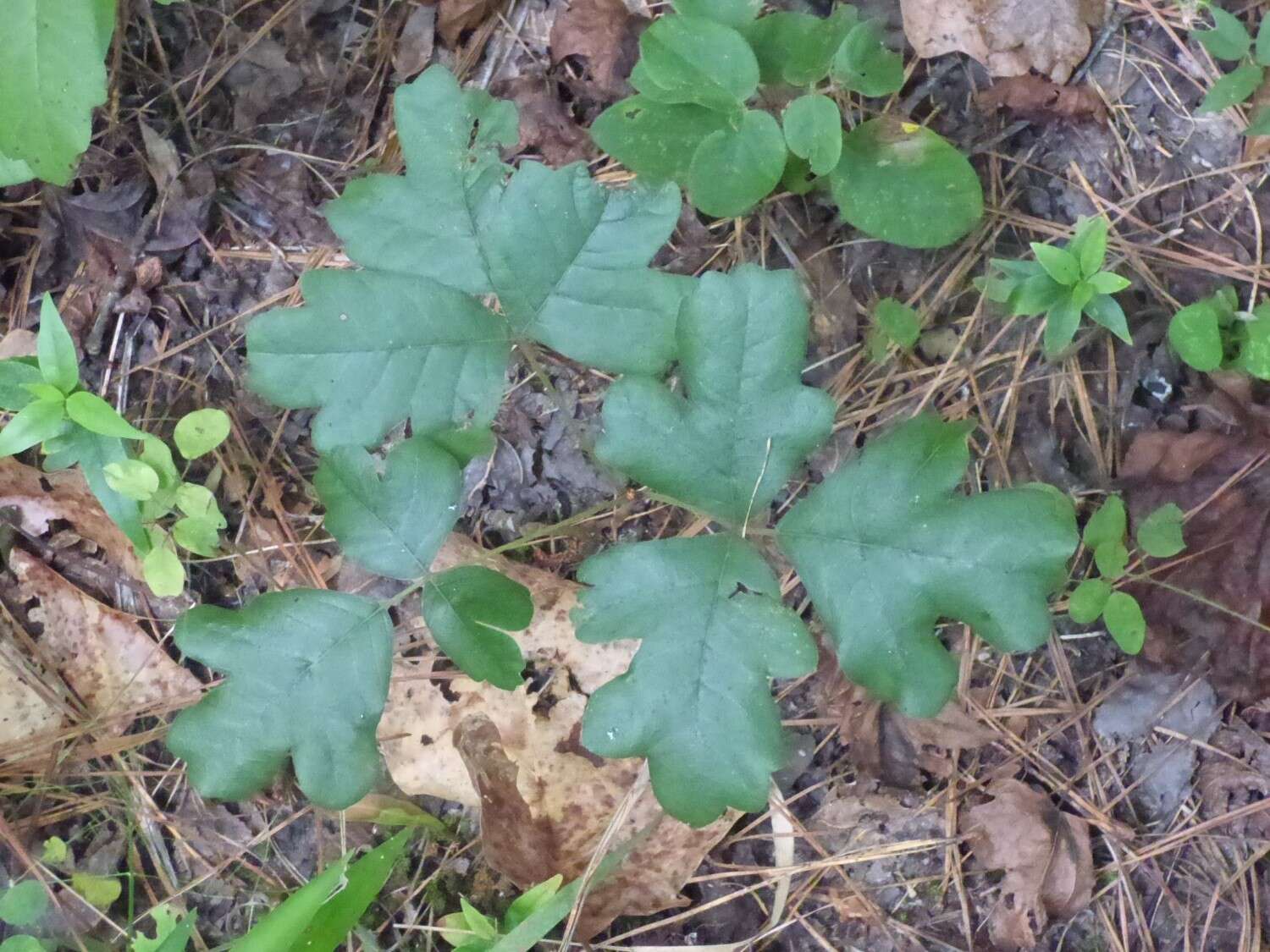 Imagem de Toxicodendron pubescens Mill.