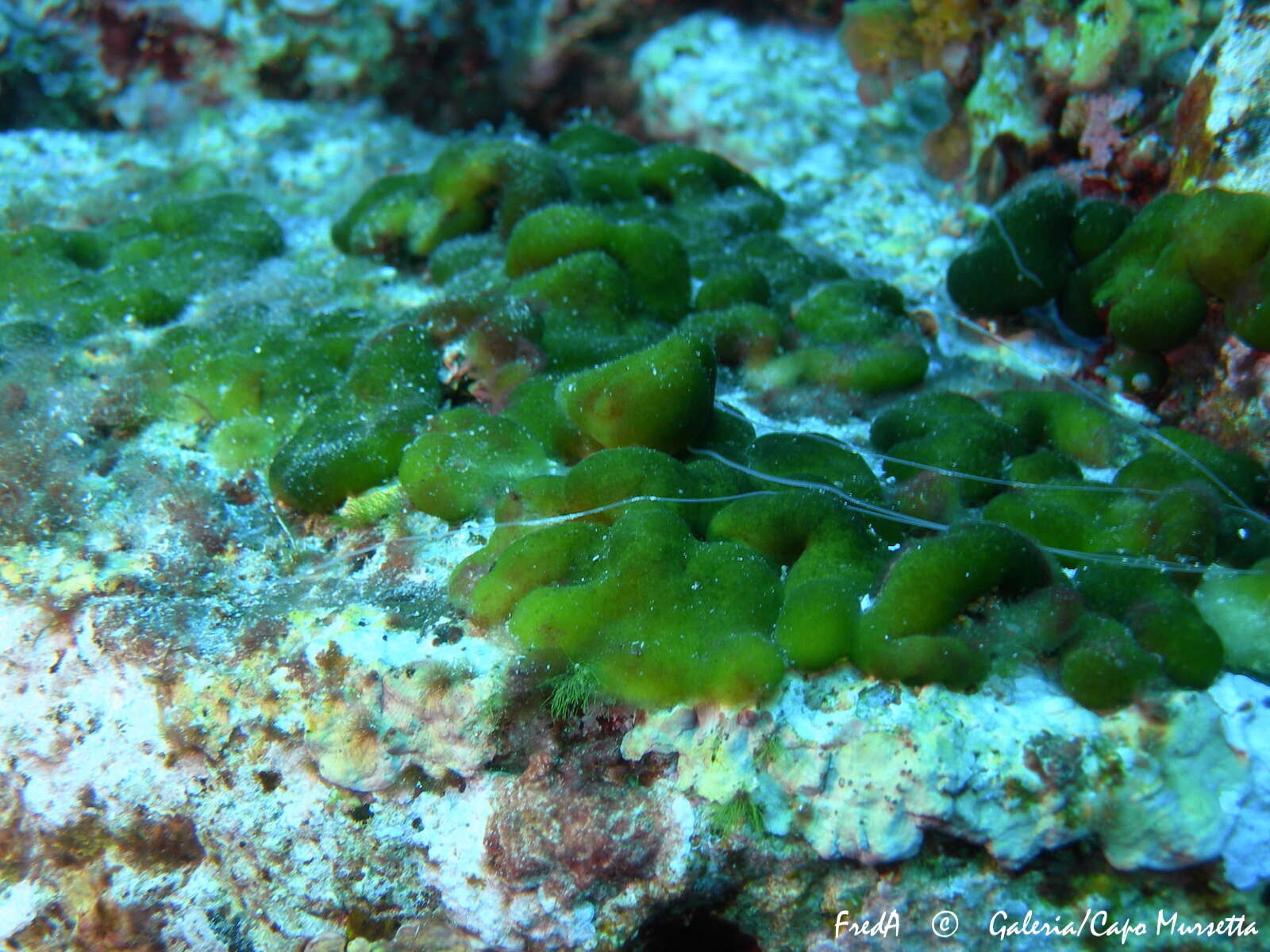 Image of Codium coralloides