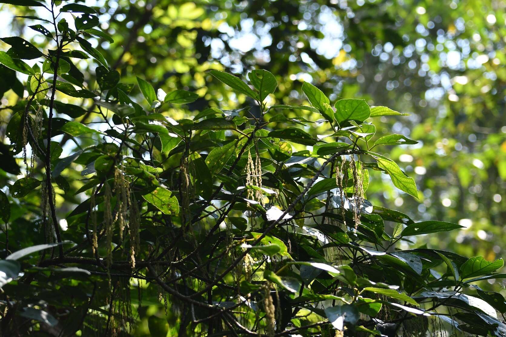 Image of Myriocarpa cordifolia Liebm.