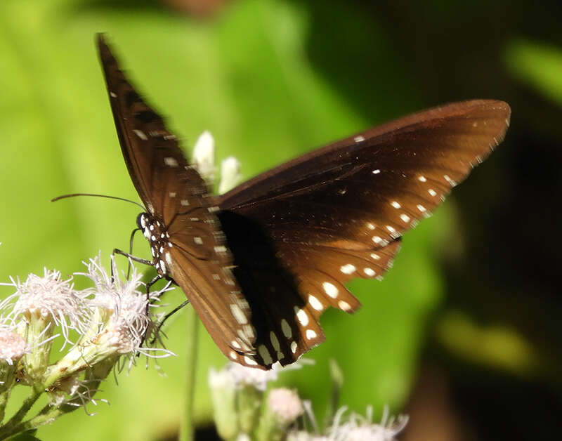 Image of Euploea modesta Butler 1866