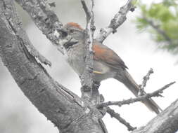 Image of Pale-breasted Spinetail