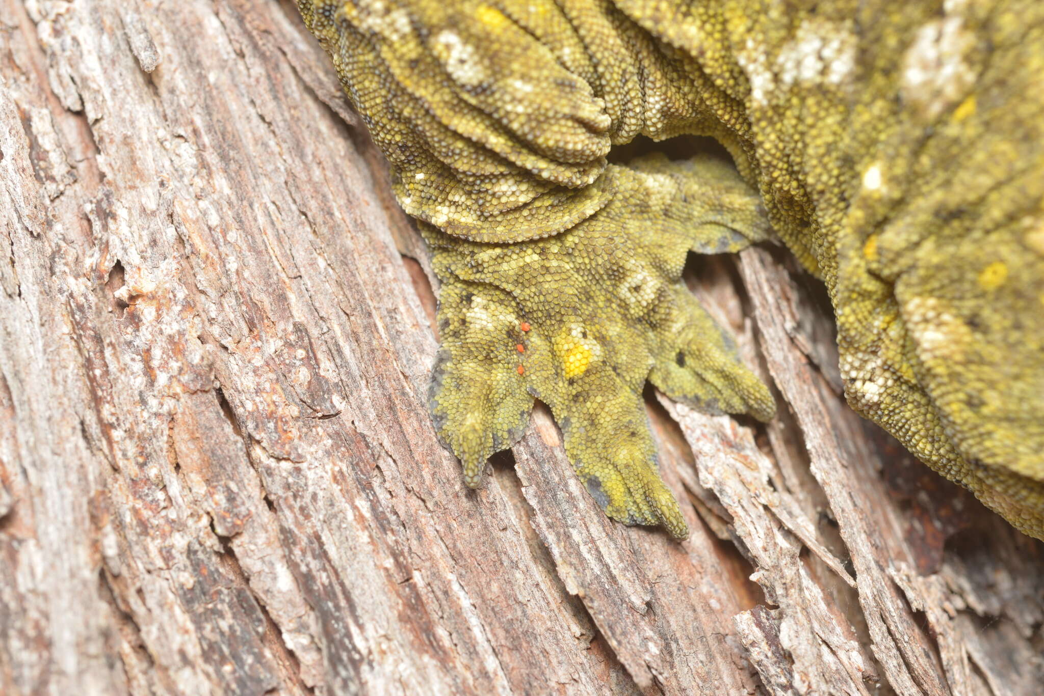 Image of New Caledonia Giant Gecko