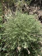 Слика од Achillea santolinoides subsp. wilhelmsii (K. Koch) Greuter