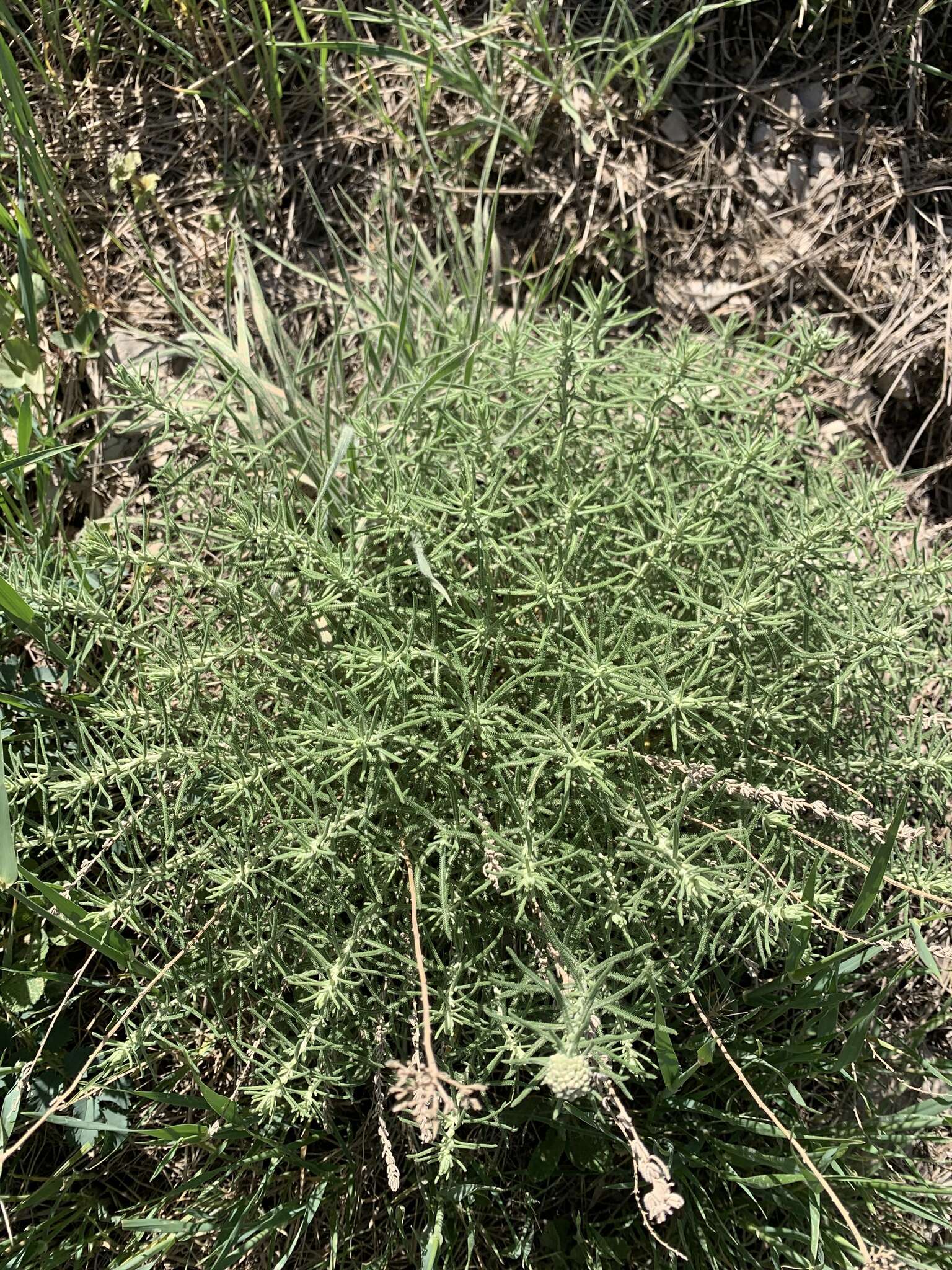 Image of Achillea santolinoides Lag.