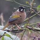 Image of Black-faced Laughingthrush