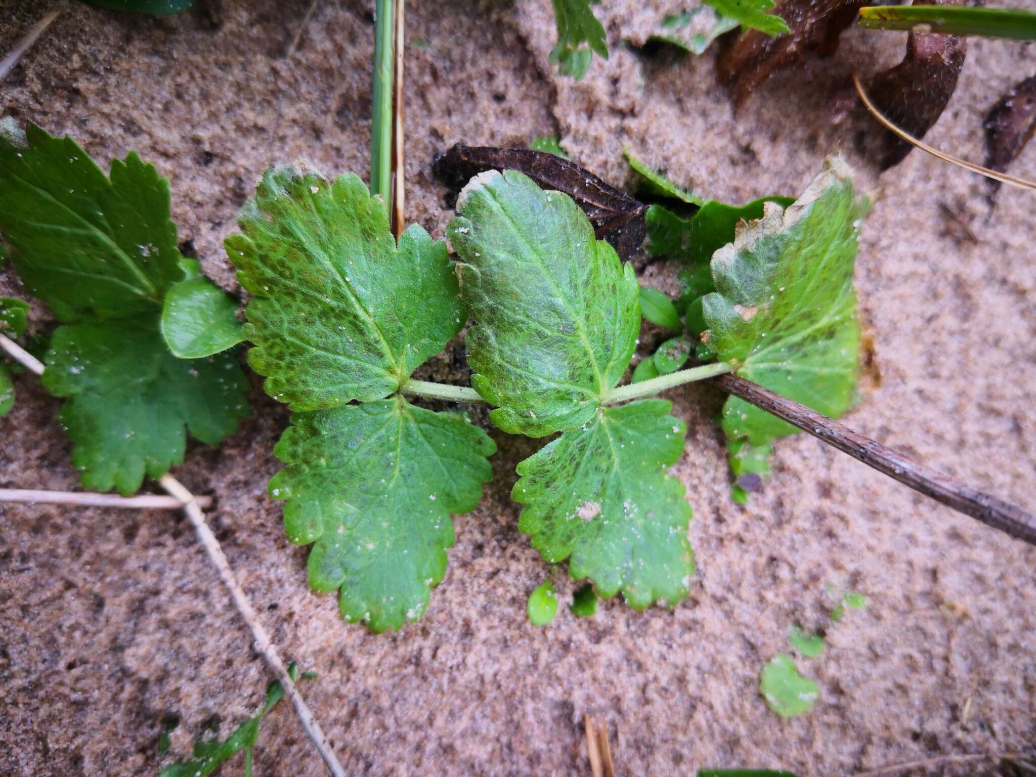 Image of Fool's-Watercress