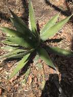 Image of Agave horrida Lem. ex Jacobi