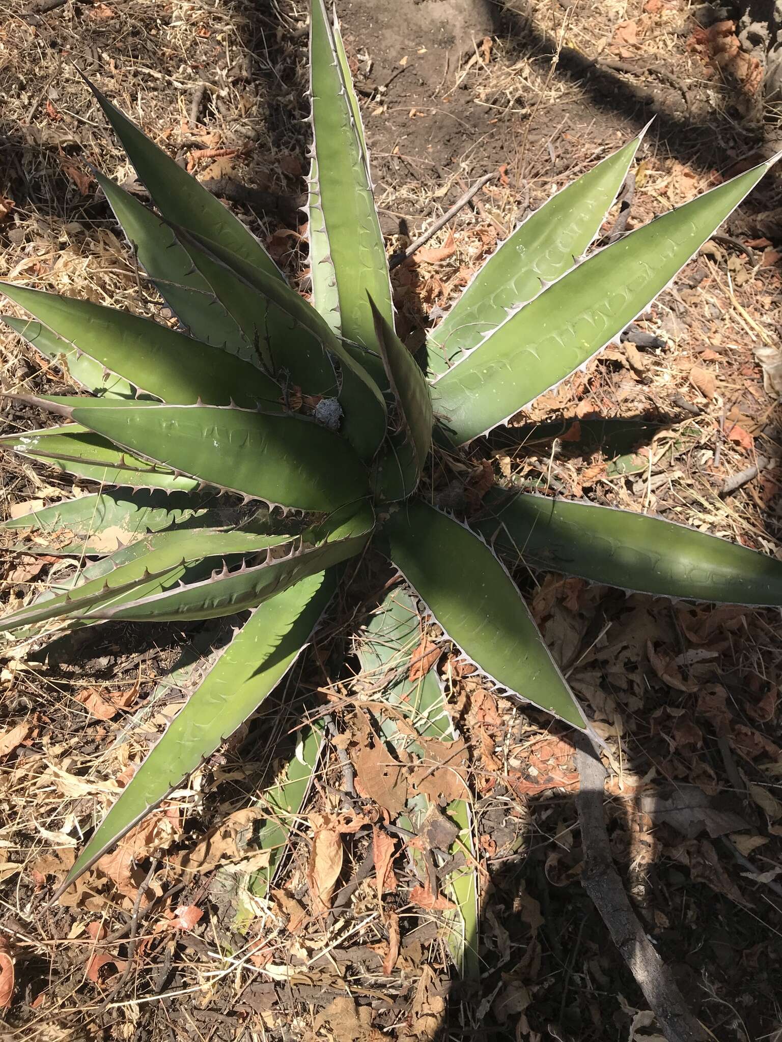 Agave horrida Lem. ex Jacobi的圖片